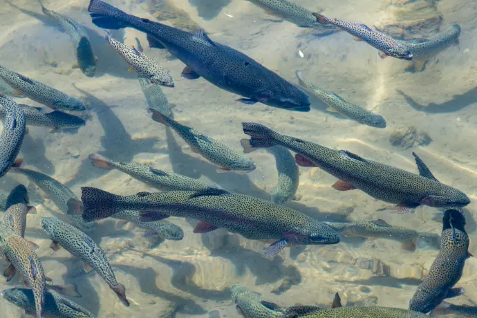 a group of fish swimming