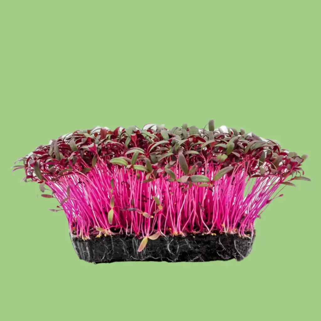 Amaranth
