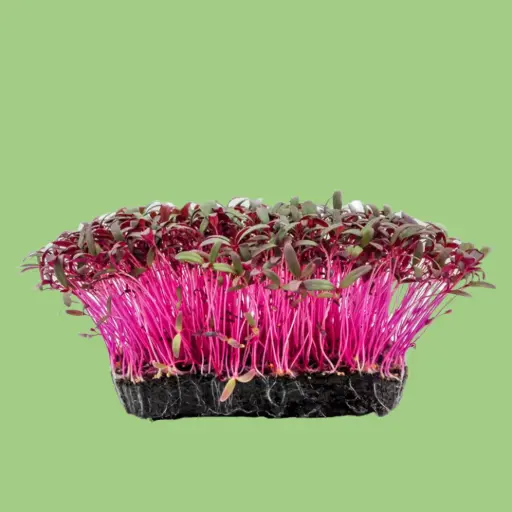 Amaranth