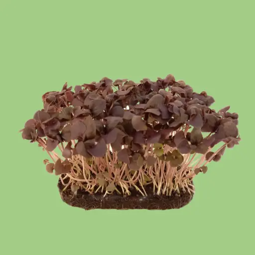 Purple Basil